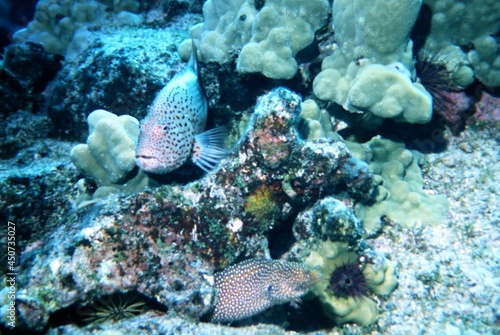 A Coral Hawkfish and a Spotted Moray Eel Hunting Together on a Coral Reef © Gary Peplow