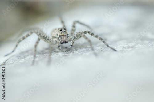 The white spider on the white stone spread all its paws. Eyes to eyes. Macrophotography of a spider insect.
