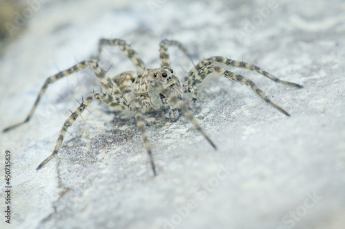 The white spider on the white stone spread all its paws. Eyes to eyes. Macrophotography of a spider insect.  © Videocorpus