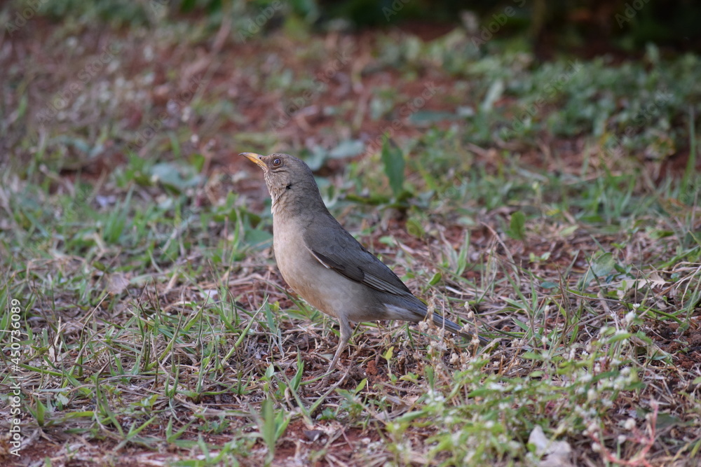 Fototapeta premium sabiá-poca (Turdus amaurochalinus)