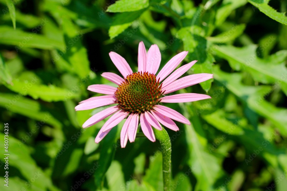 Fototapeta premium A close view of the pink coneflower in the garden.