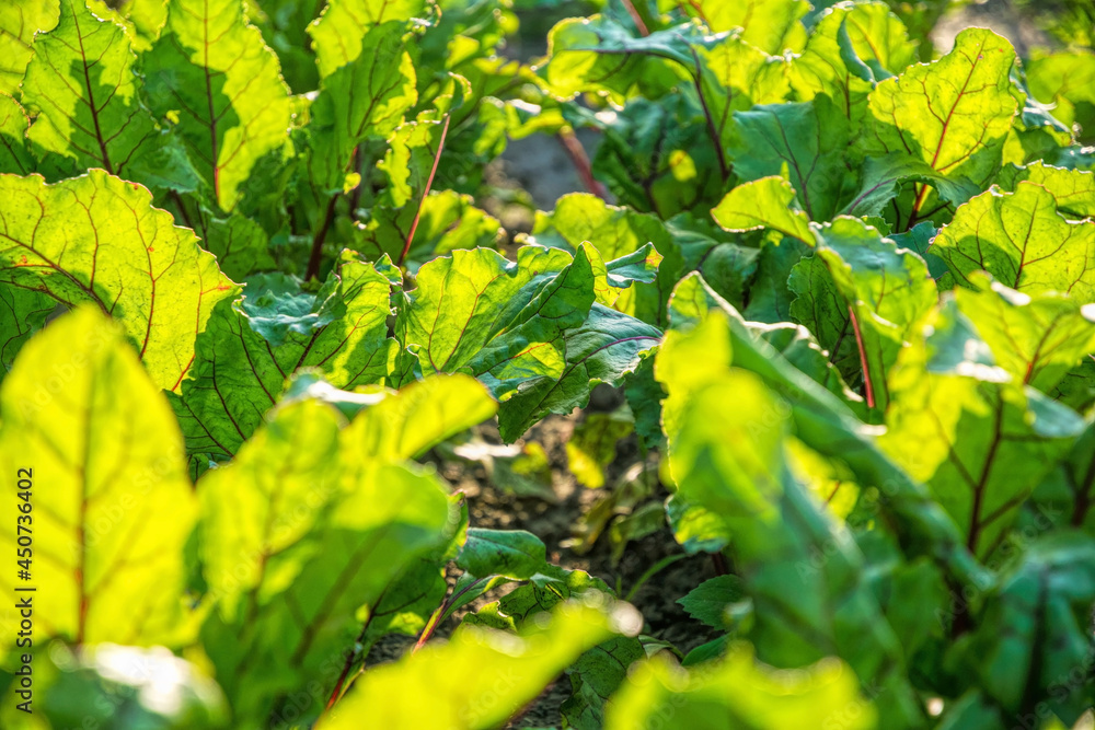 Colorful leafy vegetables, beetroot chard Colorful leafy vegetables, beetroot chard