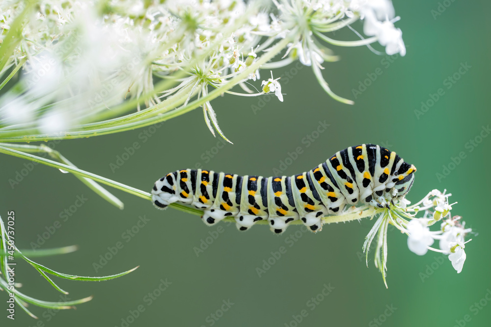 Beautiful butterfly caterpillar (Papilio machaon) on a forest plant on a summer day. Gelderland in the Netherlands.

                          
