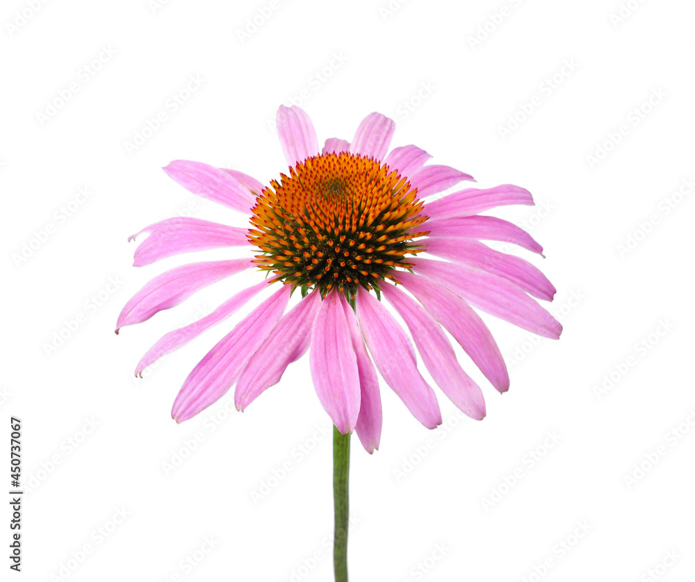Beautiful blooming echinacea flower isolated on white Beautiful blooming echinacea flower isolated on white