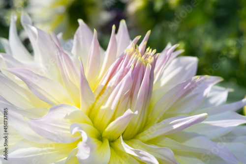 White Dahlia blossom Close-up