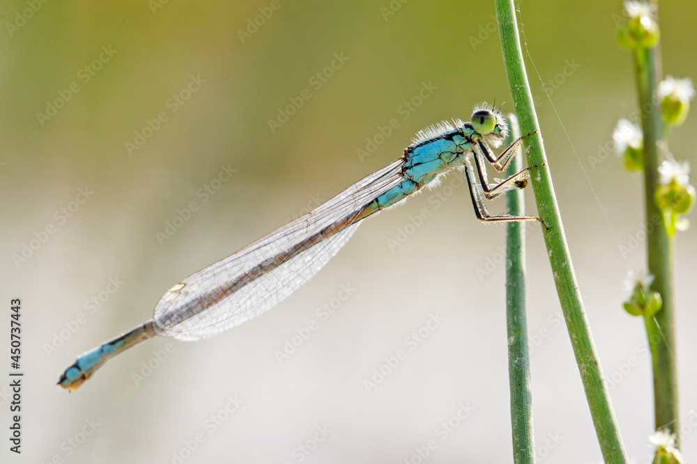 Common Blue Damselfly (Enallagma cyathigerum) on the grass Common Blue Damselfly (Enallagma cyathigerum) on the grass
