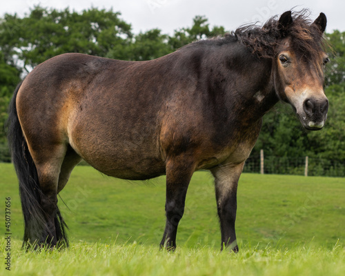 Closeup of a stocky black and brown horse at a grassy pasture