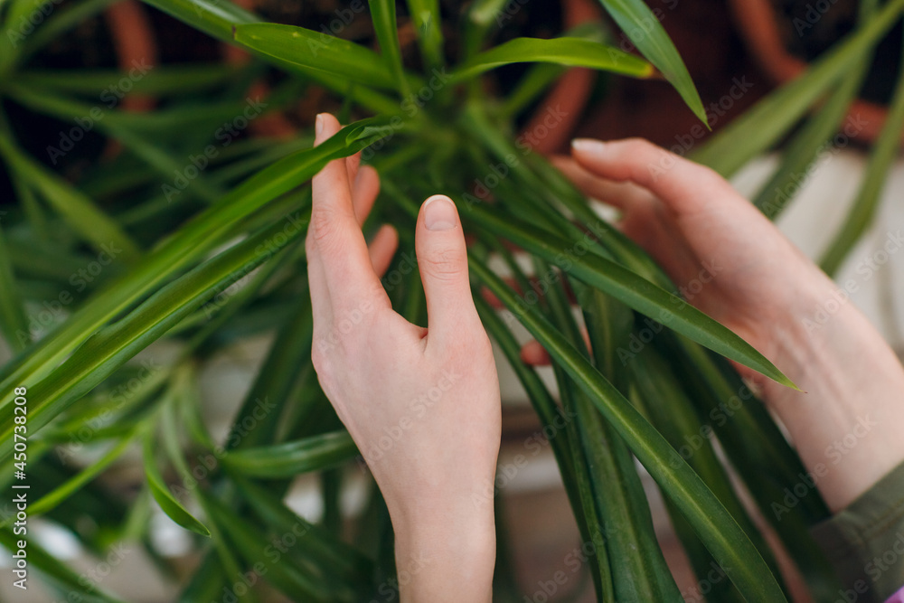 Home gardening concept. Young woman plants floral in greenhouse Home gardening concept. Young woman plants floral in greenhouse