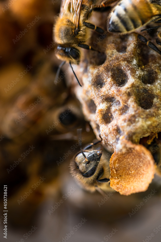 Newly Hatched Queen Cell with Honey Bees StockFoto Adobe Stock