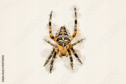 Spider. Araneus diadematus, European garden spider or cross spider. Aquarelle, watercolor illustration.