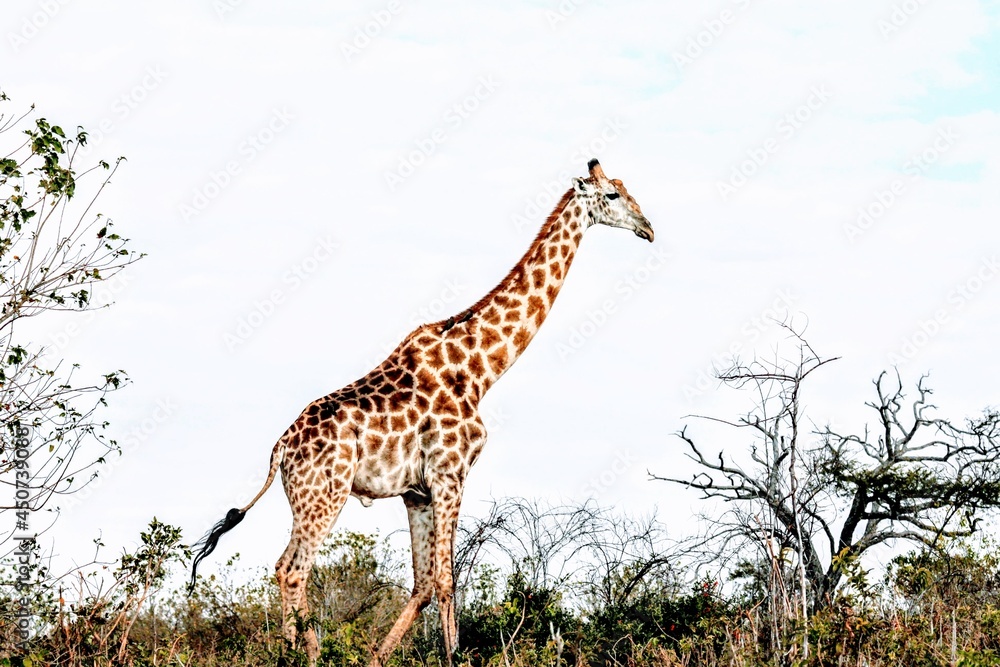 Obraz premium giraffe in the wild