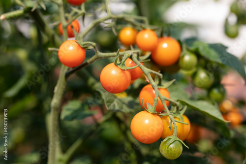 Sun ripe tomatoes, growing on vine, in natural daylight