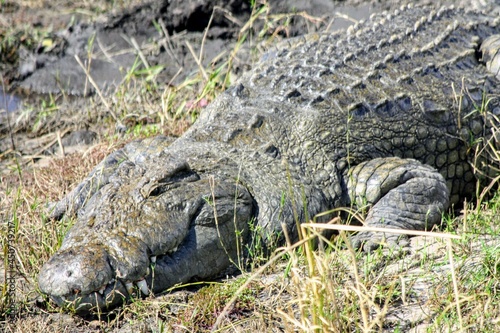 African alligator sitting on a grassy beach