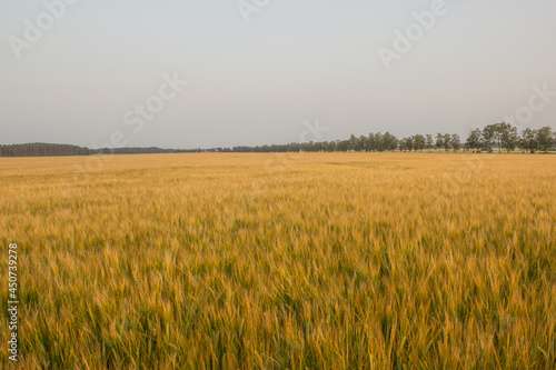 Golden wheat field on hot sunny day. High resolution photo.