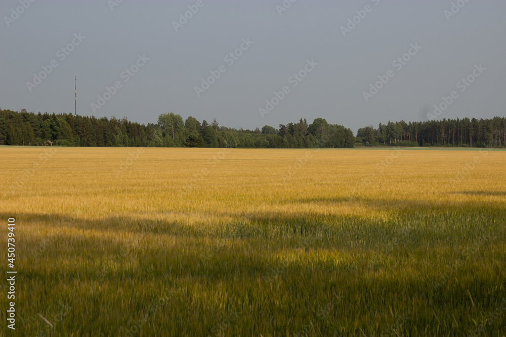 Golden wheat field on hot sunny day. High resolution photo.