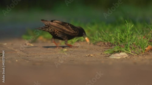 Starling runs on the ground and collects food