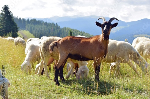 Kozy, stado owiec, wypasanie zwierząt na łące, barany, owce, wypas, redyk, 