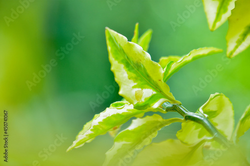 green leaf with drops