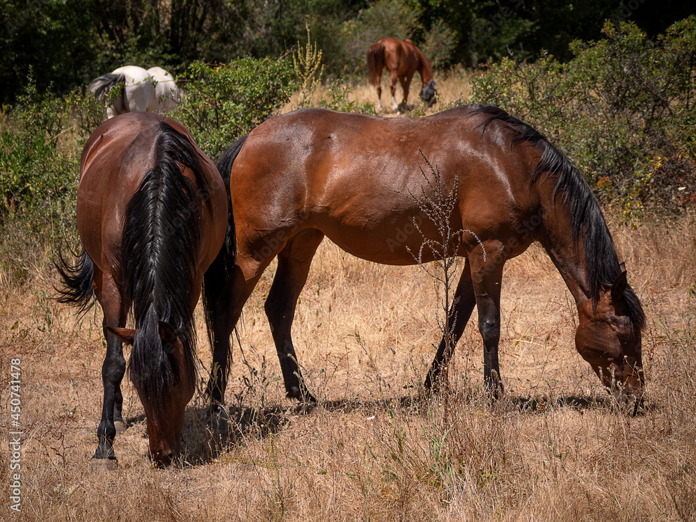 Herd of horses, andalusian chestnut mares and gray stallion grazing together in a meadow. Herd of horses, andalusian chestnut mares and gray stallion grazing together in a meadow.