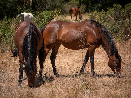 Herd of horses  andalusian chestnut mares and gray stallion grazing together in a meadow.
