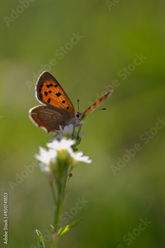 small copper butterfly with open wings macro 