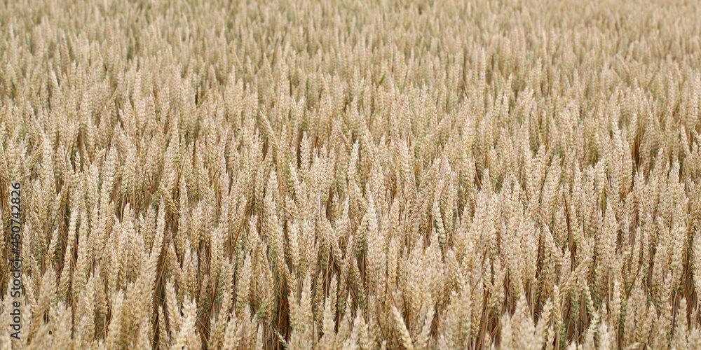 Fields and grain from which bread is made to eat. Fields and grain from which bread is made to eat.
