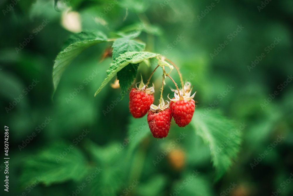 Red raspberry on the vine. Red raspberry on the vine.