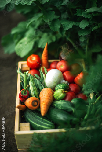 box of fresh organic vegetables  at organic farm
