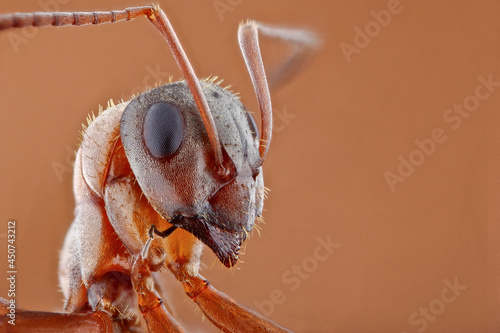 Super macro portrait of an ant. Stack macro photo. Incredible detail of the ant photo.