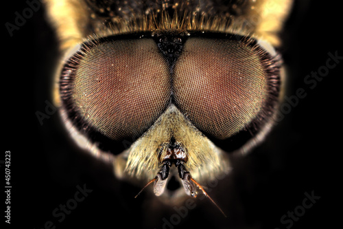 Super macro portrait of a babbler fly or Brachycera. Stacking Macro photo of an insect on a black background. Incredible details of the animal.