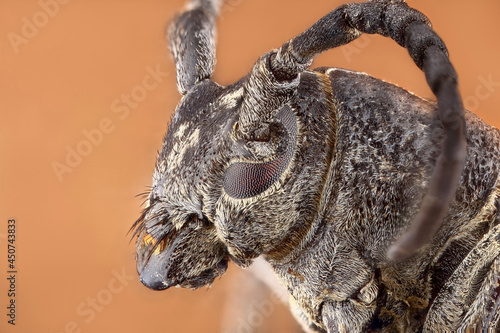 Super macro portrait of longhorn beetle in full face. Light beige background. Macro of a barbel beetle. Macrophotography of the beetle in very high detail and clarity. 