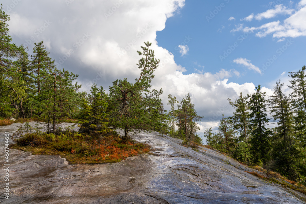 taiga forest landscape with a large rock boulder in the foreground taiga forest landscape with a large rock boulder in the foreground