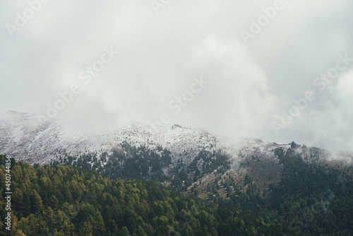 Atmospheric autumn landscape with forest on background of high snow-covered mountain ridge with coniferous trees in low clouds. Gloomy mountain scenery with rocks on mountain in snow in rain clouds.