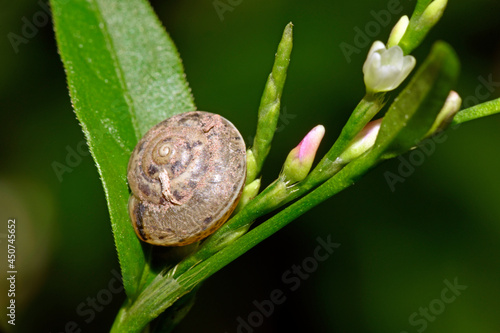 Girdled snail // Kantige Laubschnecke (Hygromia cinctella) photo