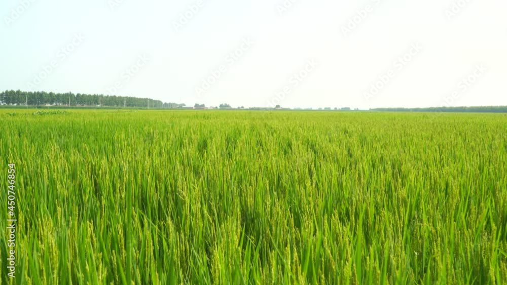 Rice fields in Northeast China in August Rice fields in Northeast China in August