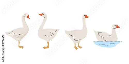 Domestic fowl. Cartoon vector illustration. Vector contour illustration of goose.