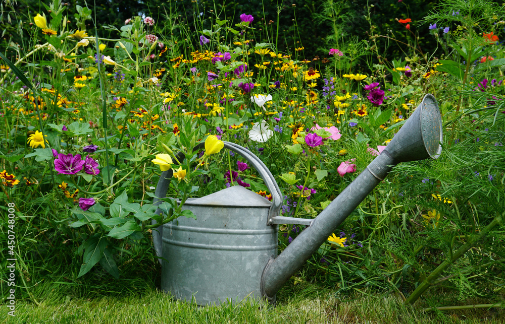 Beautiful wildflowers on a green meadow. in mid summer. with iron watering can. for butterflies and bees interesting. cosy field flower cottage style. Beautiful wildflowers on a green meadow. in mid summer. with iron watering can. for butterflies and bees interesting. cosy field flower cottage style.