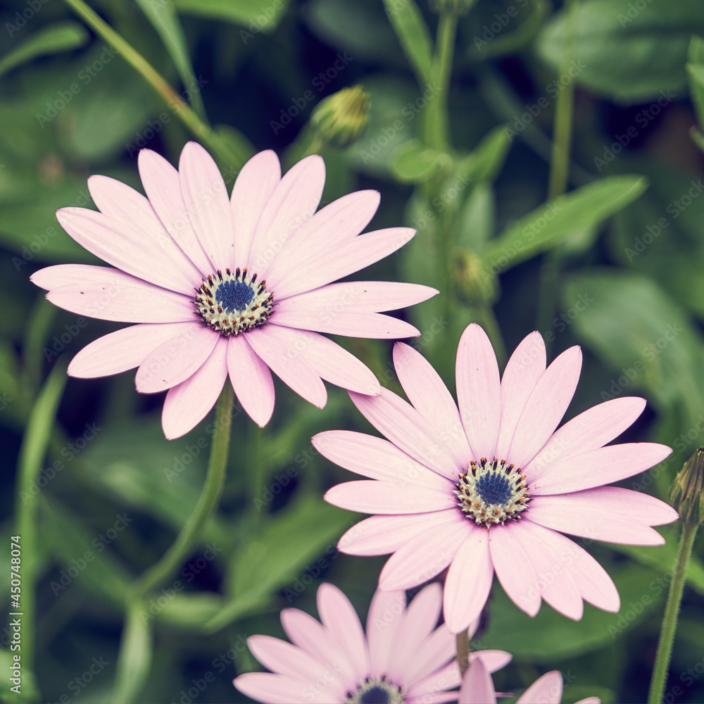 Obraz premium Marguerite africaine ou marguerite du cap /