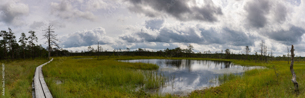panorama view of a peat bog landscape and marsh with a wooden boardwalk nature trail