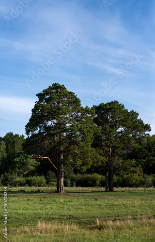 Lonely pine trees among the green field