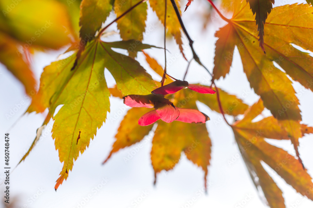 Acer palmatum autumnal foliage with samaras Acer palmatum autumnal foliage with samaras