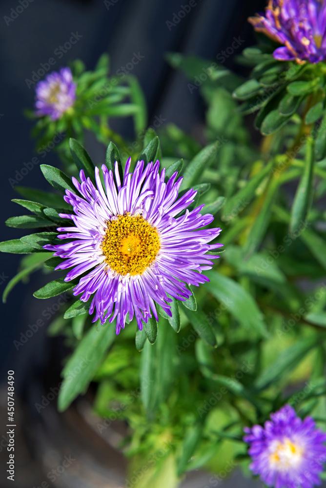 Fototapeta premium An ornamental plant called aster, often grown in flower beds and squares in the town of Choroszcz in Podlasie, Poland.