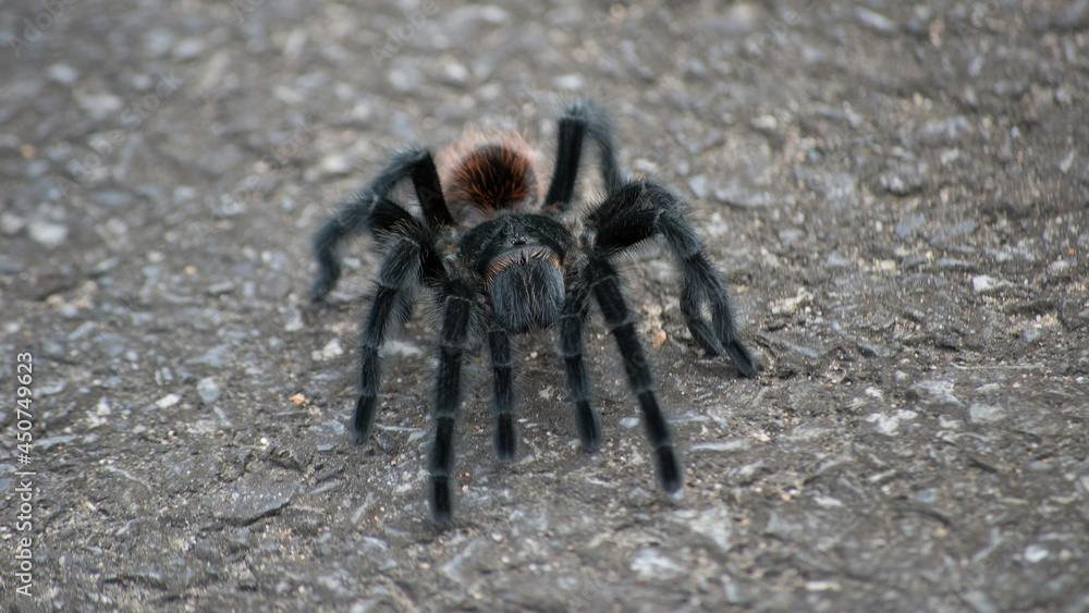 Mexican red rump tarantula found on the road through the Atlantic Forest in São Paulo, Brazil. Mexican red rump tarantula found on the road through the Atlantic Forest in São Paulo, Brazil.