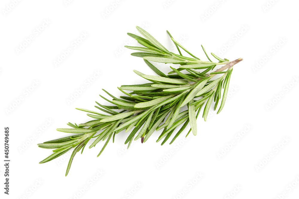 Rosemary herb leaves isolated on white