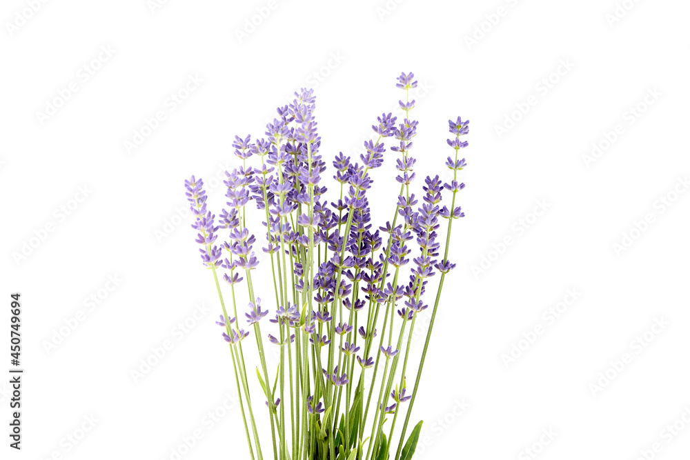 Naklejka premium Lavender flowers stems with green leaves isolated on white background