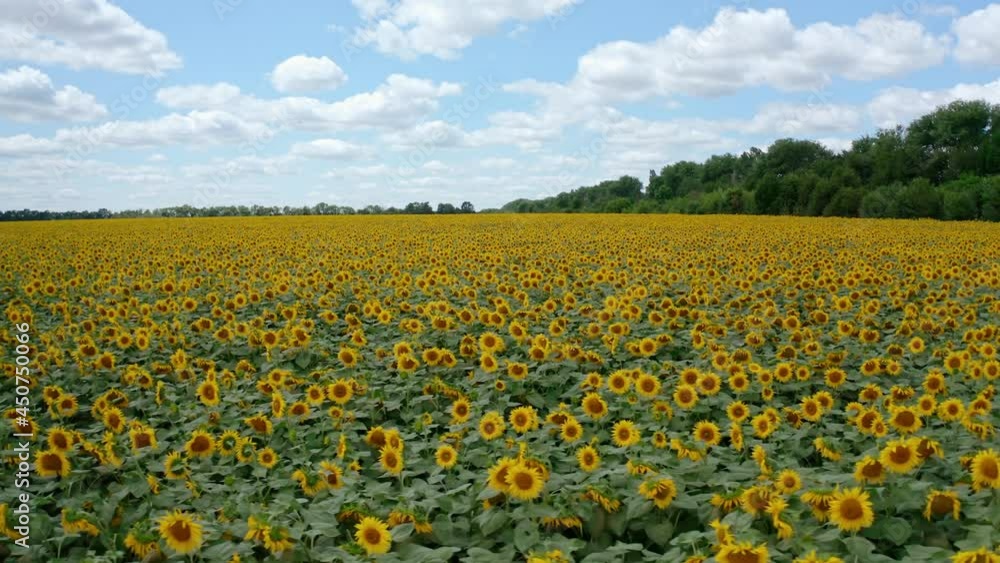 Sunflower landscape in summer. Large field of flowering plantation of yellow sunflowers under blue sky. Motion camera to the left. Sunflower landscape in summer. Large field of flowering plantation of yellow sunflowers under blue sky. Motion camera to the left.