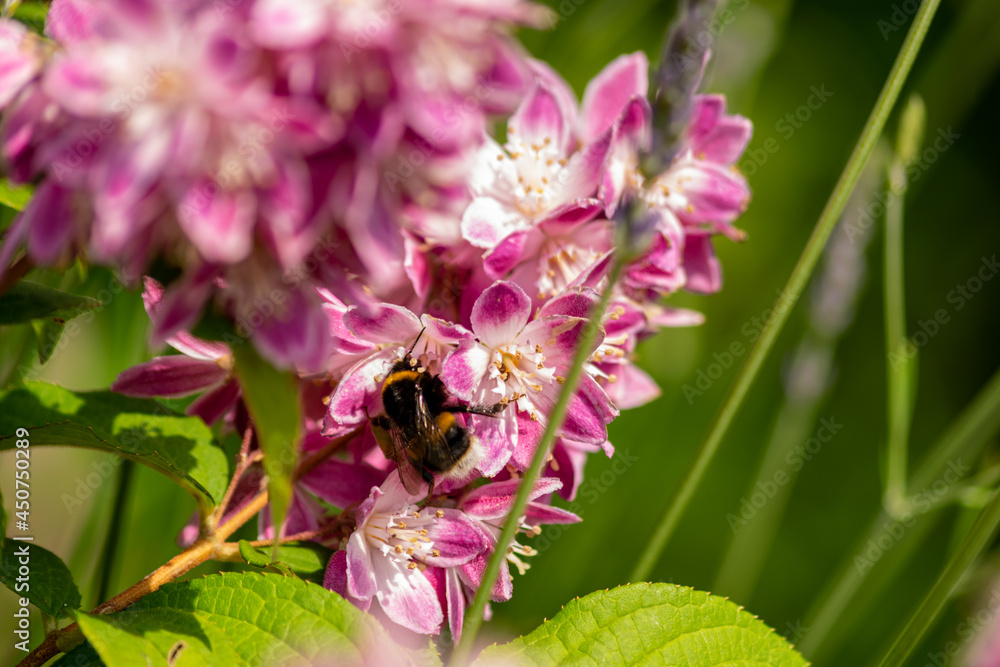 Close up of bumble bee on Deutzia Tourbillon Rouge flowers in sunny summer day. Bee polinator on pink flowers. Close up of bumble bee on Deutzia Tourbillon Rouge flowers in sunny summer day. Bee polinator on pink flowers.