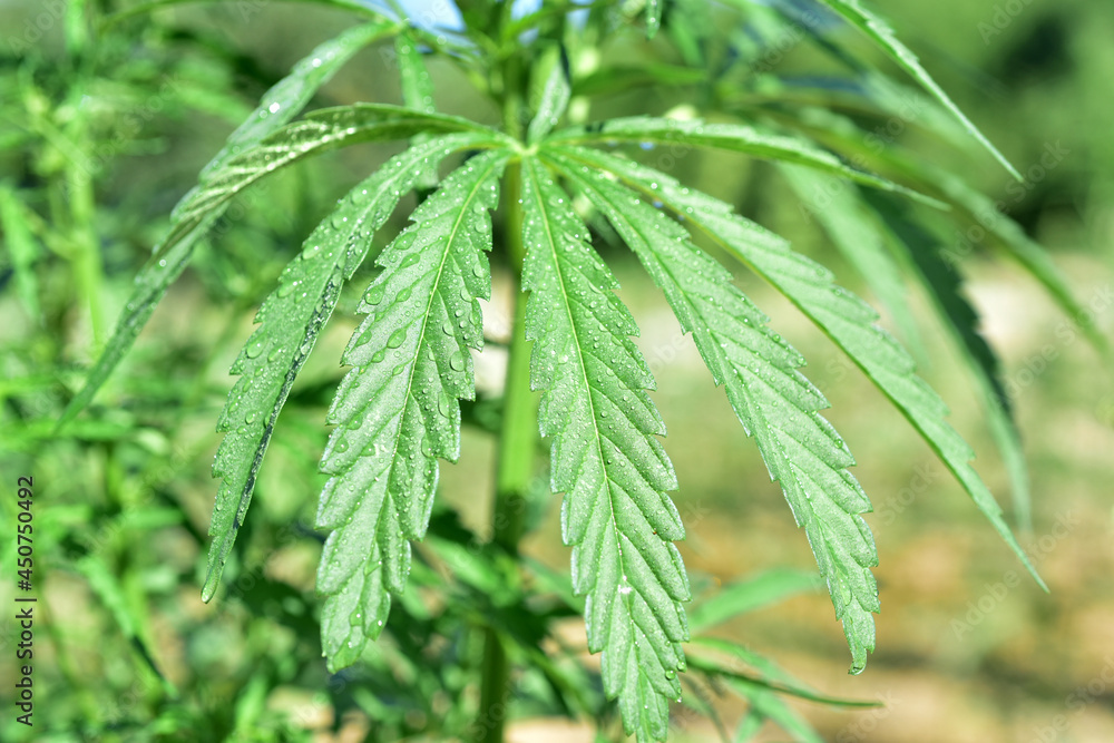 Industrial hemp agriculture green plant Industrial hemp agriculture green plant
