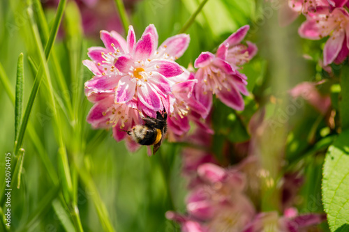 Close up of bumble bee on Deutzia Tourbillon Rouge flowers in sunny summer day. Bee polinator on pink flowers.