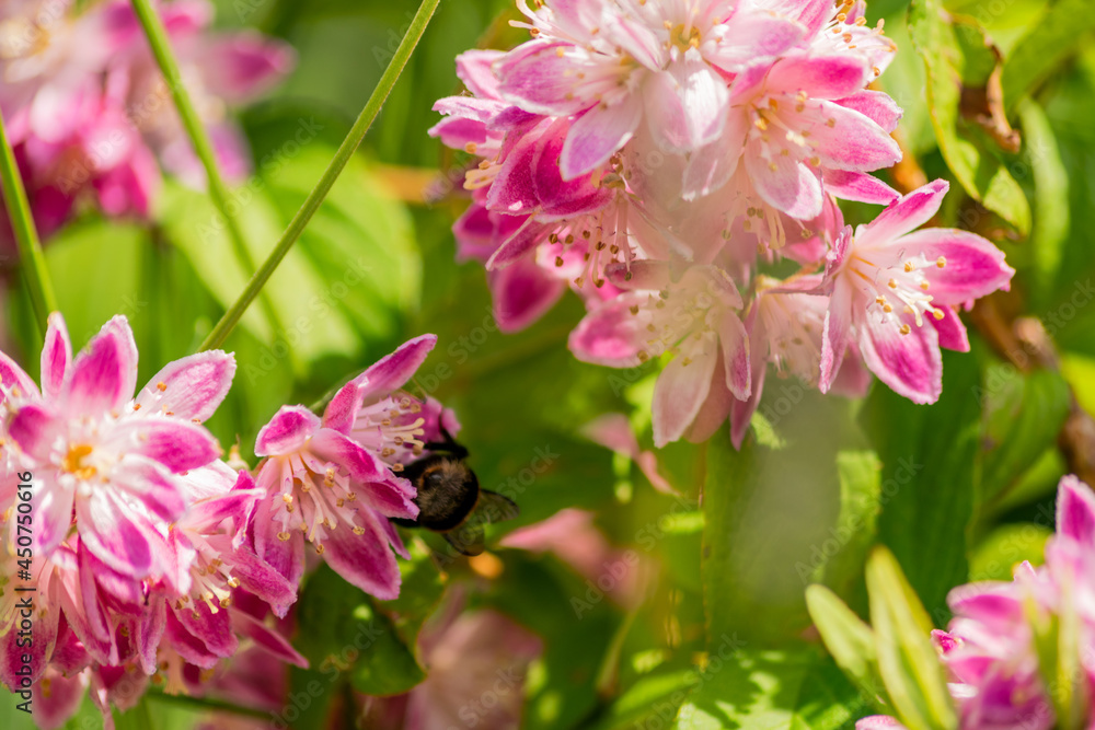 Obraz premium Close up of bumble bee on Deutzia Tourbillon Rouge flowers in sunny summer day. Bee polinator on pink flowers.